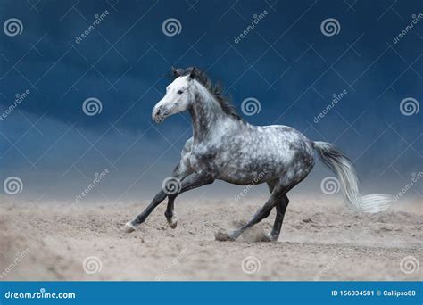 Grey Horse Galloping Stock Image Image Of Gallop Blue 156034581