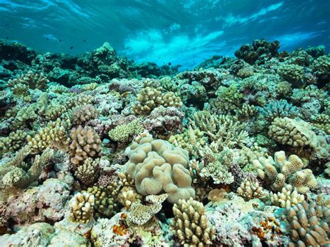 Nearly 200 Great Barrier Reef Coral Species Also Live In The Deep Sea