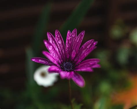 Free Photo Purple Flower Petals With Rain Drops