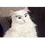 Watch This Cats Hilarious Reaction To Wearing False Eyelashes 