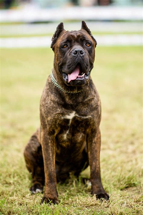 59 About Cane Corso Dogs Photo Bleumoonproductions