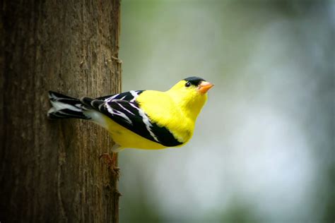 Yellow Birds In North Carolina Picture And Id Guide Bird Advisors
