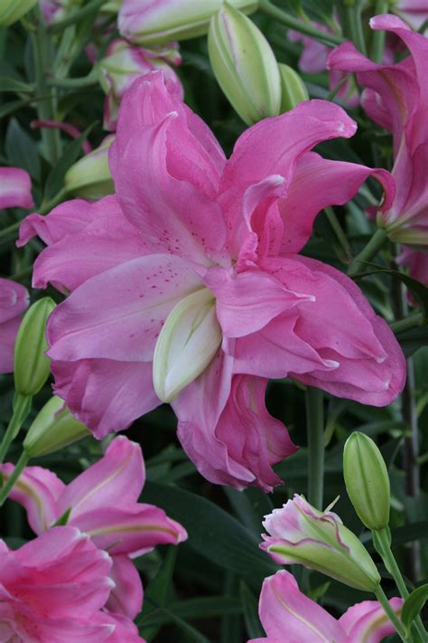 Lotus Joy Lily Bulb