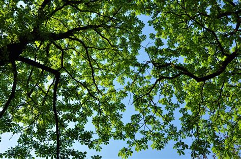 Green Tree Canopy
