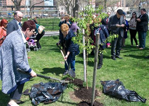 Sapling Of The Iconic 911 Survivor Tree Planted At Asser Levy Park