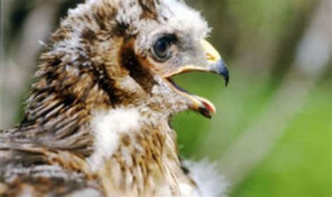 prince harry quizzed over rare bird deaths uk news uk