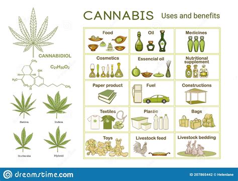 Cannabis Uses And Benefits Infographics Scheme Stock Vector