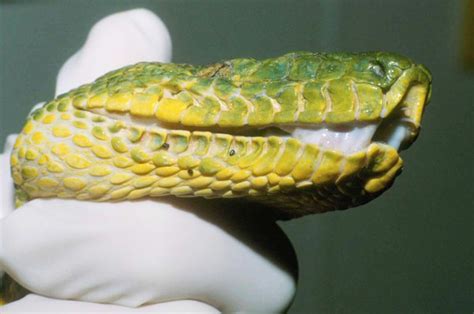 Snake Health 101 Reptiles Magazine