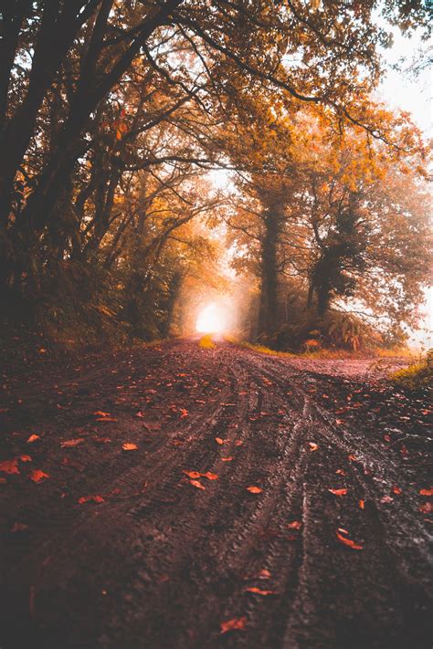 Best 20 Fall Pictures Download Free Images On Unsplash