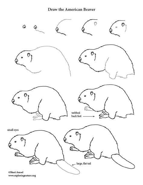 Beaver Drawing Lesson