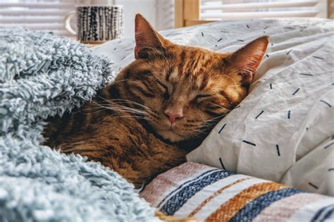 How To Keep Your Cat Safe And Warm In Winter Hastings Veterinary Hospital