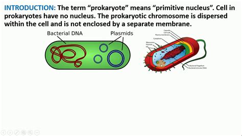 Organization Of Chromosome In Prokaryotes Youtube