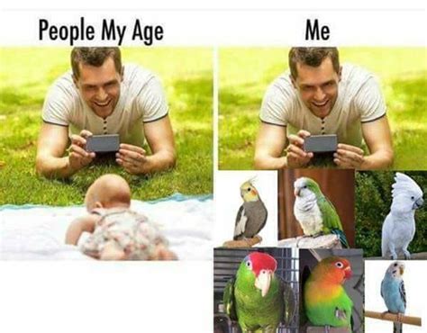 Funny Animal Memes Funny Animals Parrot Facts Parrot Pet Funny