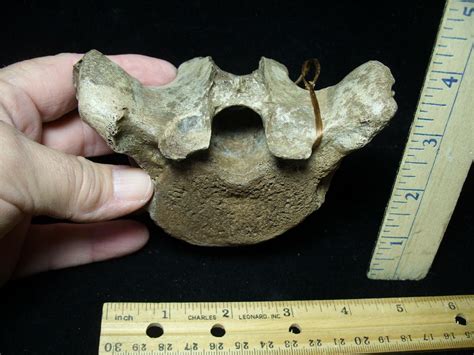 Fossil Manatee Vertebra 101421e The Stones And Bones Collection