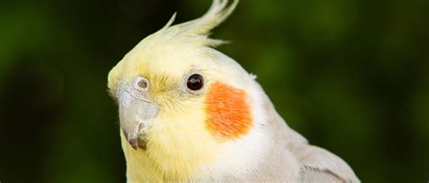 Las Ninfas Todo Lo Que Debes Saber Para Tener Este Pájaro De Mascota