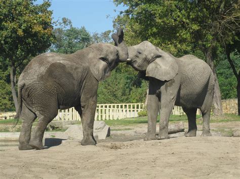 African Elephants Kiss Zoochat