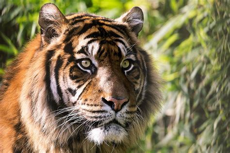 Facebook oficial del club tigres tigres.com.mx. Zoológico de Tailandia realizaba tráfico de animales ...