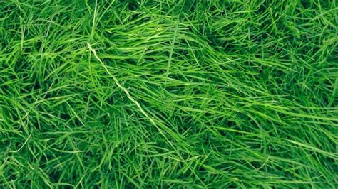 5 Beautiful Southern California Drought Tolerant Grasses