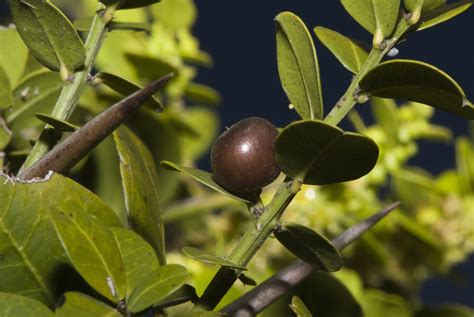 Argentina Nativa Coronillo Scutia Buxifolia