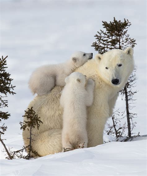 Photos Polar Bear Cubs Canadian Geographic