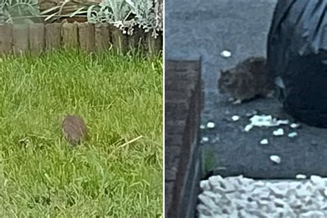 Giant Rats Invade Housing Estate And Terrify Kids On School Run The