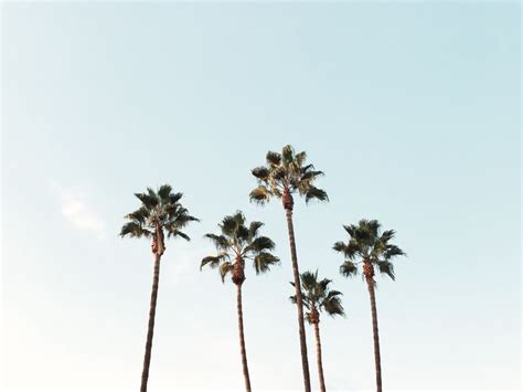 Maybe you would like to learn more about one of these? Pin by Javi Kassens on Endless Summer | Palm trees ...