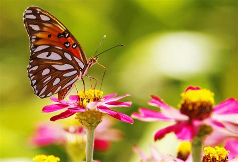 Wallpaper Animals Depth Of Field Flowers Nature Plants Insect