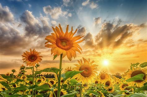 Sunflower Field At Sunset Photograph By Melanie Viola Fine Art America