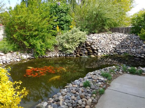 Just how does a goldfish lay eggs (and how many)? 3 weeks ago I caught 80 goldfish out of my pond. Maybe it ...