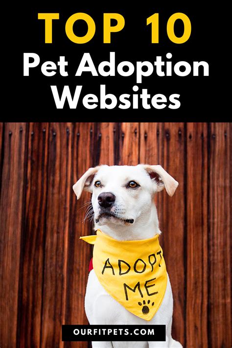 Top 10 Pet Adoption Websites Our Fit Pets Pet Adoption Adoption