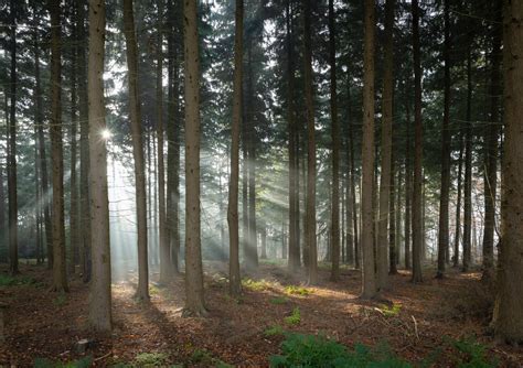 A Huge 50 Million Tree Forest Is Being Planted Across The North Of