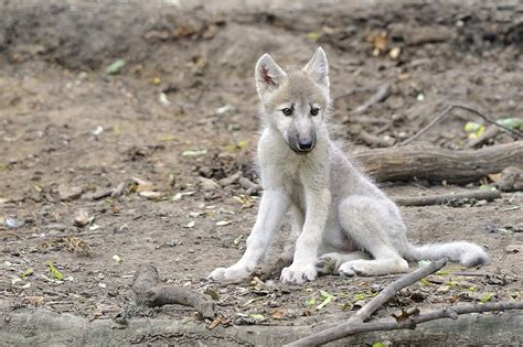Arctic Wolf Cub By Josef Gelernter 500px