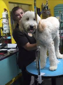 Search results for pet grooming services on the map in cyprus. Pet Grooming by Audrey LLC. | Dog Grooming | Omaha, NE