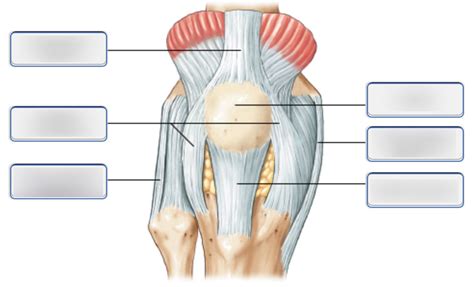 The Right Knee Joint Anterior View Superficial Layer Diagram Quizlet