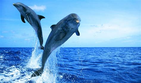 dolphins research reveals the how the intelligent mammals have sex nature news uk