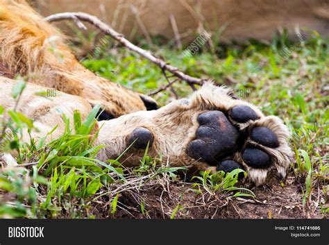 African Lions Paw Image And Photo Free Trial Bigstock