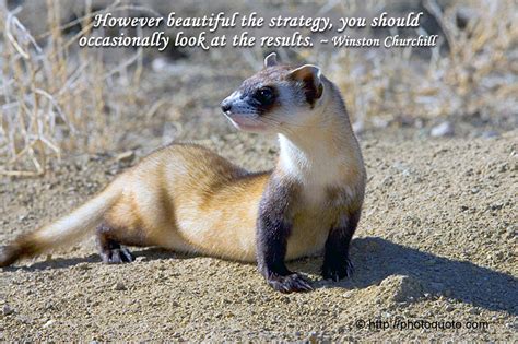 Quotes About Weasels 44 Quotes