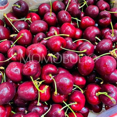 Santina Red Cherry — Momobud