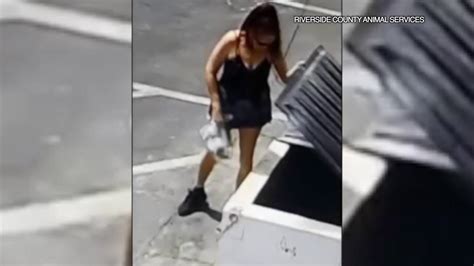 Woman Who Allegedly Dumped Seven Newborn Puppies In Dumpster Arrested Video