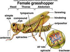 Well, for starters… when you subscribe to. Pix For > Grasshopper Anatomy Carapace | Insects ...