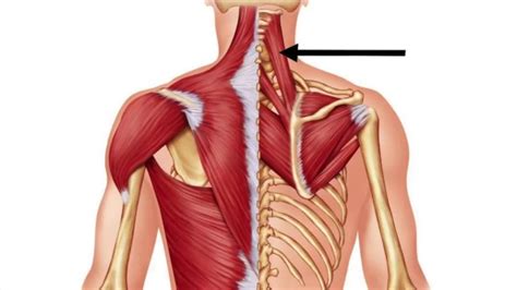 Levator Scapulae Origin Nerve Supply Functions Rxharun