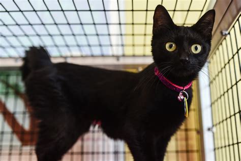 Check out our black cat rescue selection for the very best in unique or custom, handmade pieces from our shops. NA-FC Animal Shelter offering free black cats Monday ...