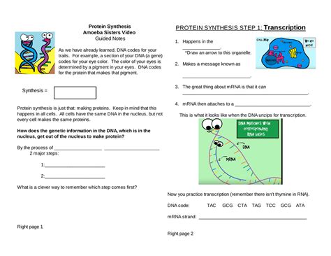 Let's do a recap of the structures discovered inside the cell after the video tour! Latest Regulation: Amoeba Sisters Gene Regulation Worksheet