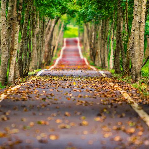 Road Path Way Autumn Trees Green 4k Wallpaper Best Wallpapers