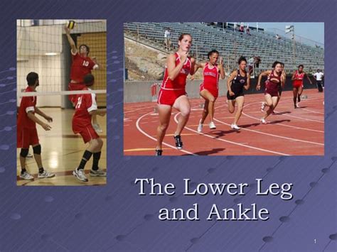 The Lower Leg And Ankle F09 Ppt