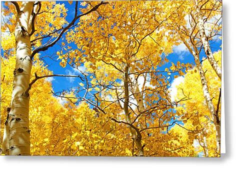 Autumn Canopy Of Brilliant Yellow Aspen Tree Leafs In Fall In Th