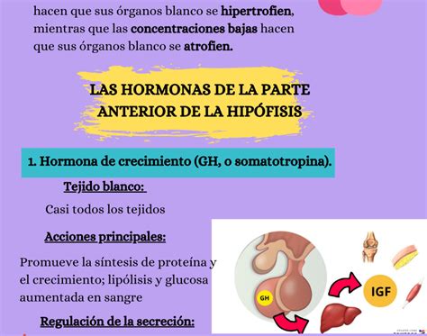 Infograf A Hormonas Hipofisarias