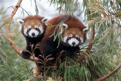 Rare Red Pandas Endangered Species Beautifulnow