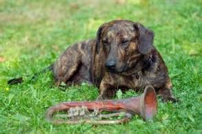treeing tennessee brindle dog breed info pics