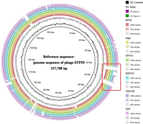 The Similarity Of The Phage Stp55 And The Phage Bps5 Kage Sfp10 Download Scientific Diagram